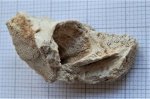 Фрагмент черепа девонской рыбы?