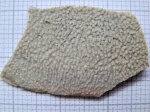 Фрагмент лопастепёрой рыбы. Glyptolepis baltica?