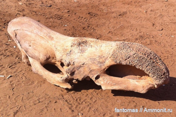 Фрагмент черепа шерстистого носорога