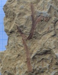 Фрагмент листа Psygmophyllum cuneifolium (Kutorga) Schimper (?)