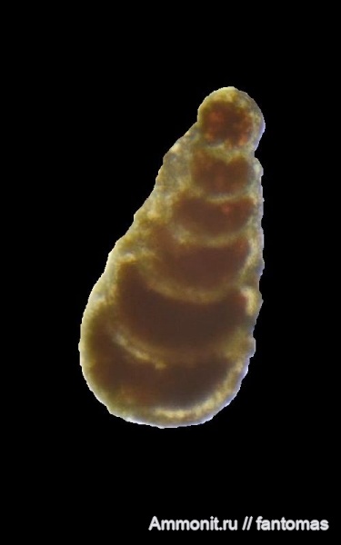 волжский ярус, Foraminifera, микропалеонтология, Lingulina