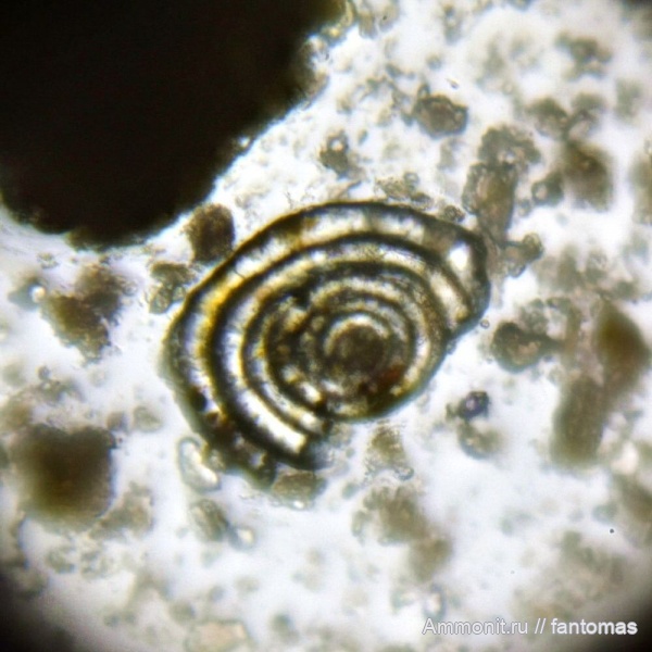 Foraminifera, микропалеонтология, Kimmeridgian