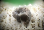 Microconchida (Palaeoconchus?) на мшанке