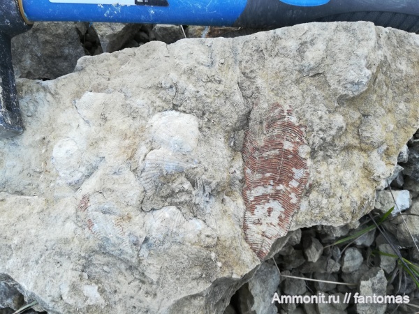 брахиоподы, казанский ярус, Conularia hollebeni