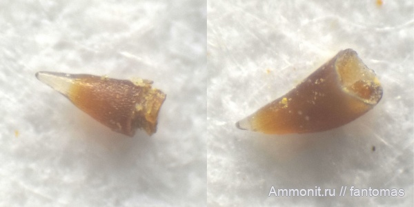 Palaeonisciformes, зубы рыб