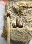 зубик Glikmanius коричневый