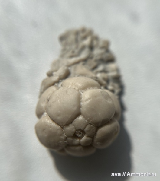 морские лилии, криноидеи, Mooreocrinus