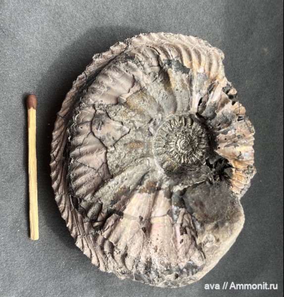 Cardioceras, Пирочи