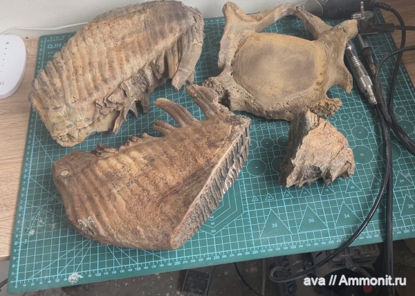 мамонты, Mammuthus