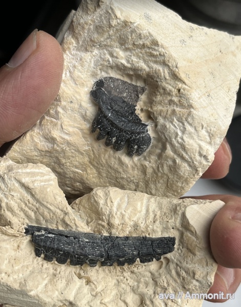 Пески, рыбы, Polyrhizodus, Polyrhizodus concavus, Polyrhizodus longus