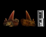 Боковой зуб Scapanorhynchus perssoni