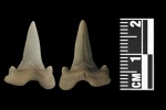 Зуб Cretalamna