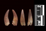 Зубик Polycotylidae