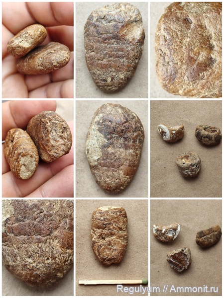 акулы, копролиты, coprolite, копролиты рыб