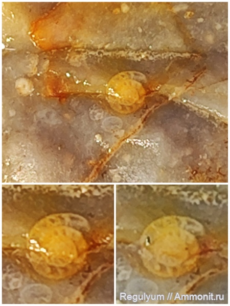 фораминиферы