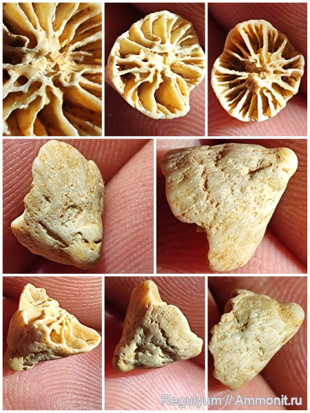 кораллы