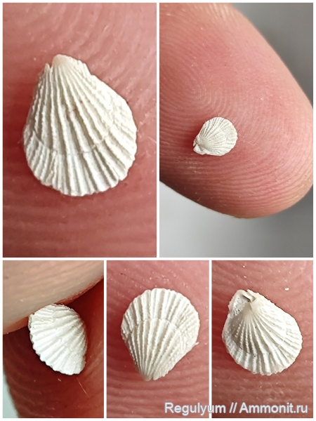 брахиоподы