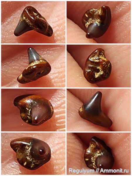 Squatina, Paraorthacodus, Synechodus