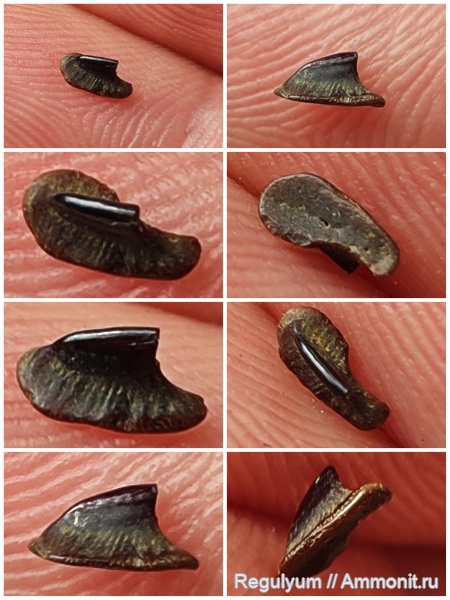 верхний мел, скаты, dermal denticle