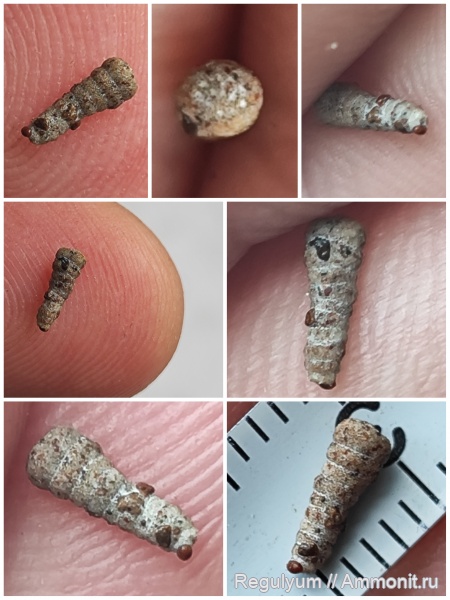 фораминиферы