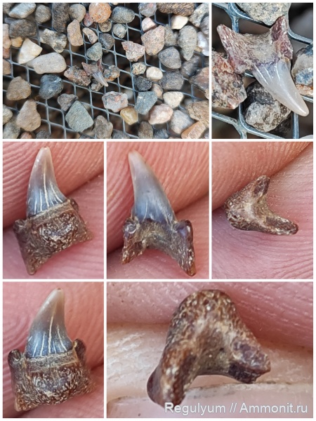 зубы акул, Archaeolamna