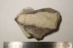 Уцелевший фрагмент иноцерамуса