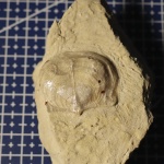 Брахиопода Linoproductus cora