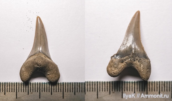 Зубы меловых акул
