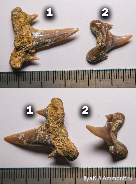мел, зубы, акулы, Cretalamna, сеноман, Scapanorhynchus