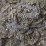 Щечка первого трилобита с Сокского карьера, вероятно Ditomopyge mosquensis
