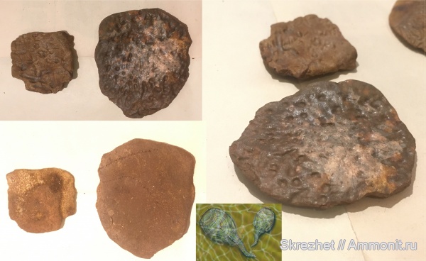 девон, Devonian, Agnatha, псаммостеиды, Pteraspidomorphi, Psammosteida, Obruchevia