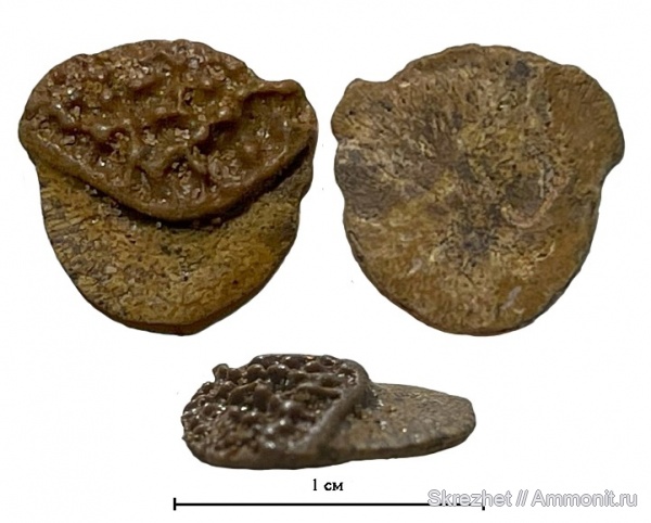 девон, Devonian, Agnatha, бесчелюстные, Psammosteus, псаммостеиды, Psammosteidae