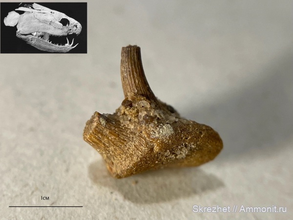 девон, рыбы, Sarcopterygii, Onychodus, Onychodontidae, лопастеперые рыбы, Onychodontida, Ониходус, симфизные спирали