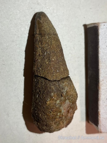 девон, рыбы, Sarcopterygii, Holoptychius