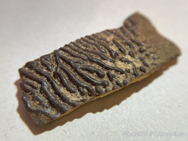 девон, рыбы, Sarcopterygii, Holoptychius