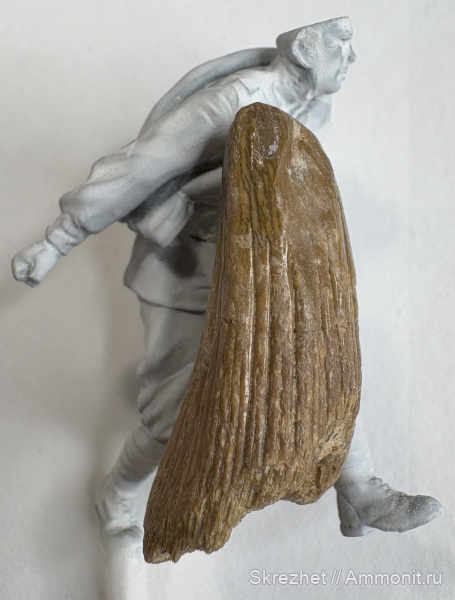 девон, рыбы, зубы, Sarcopterygii, Holoptychius