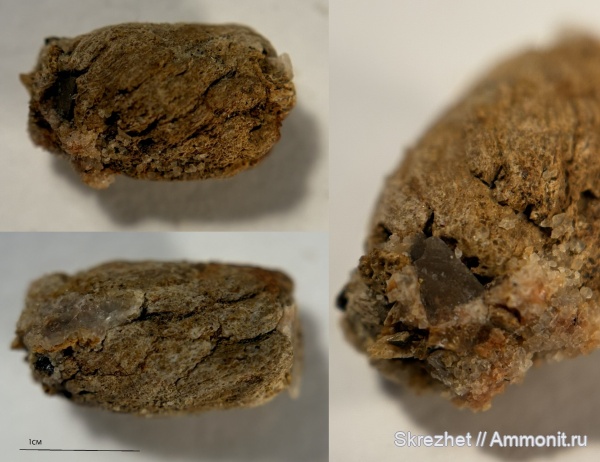 девон, рыбы, копролиты, Devonian, Sarcopterygii, Osteolepiformes, остеолепис