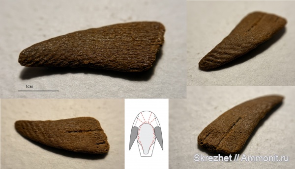 девон, Heterostraci, Agnatha, бесчелюстные, псаммостеиды, Psammosteidae