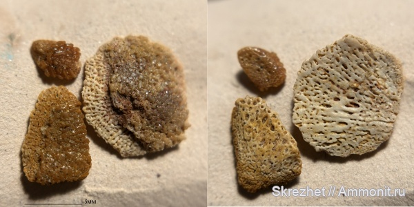 девон, Heterostraci, Agnatha, бесчелюстные, псаммостеиды, Psammosteidae