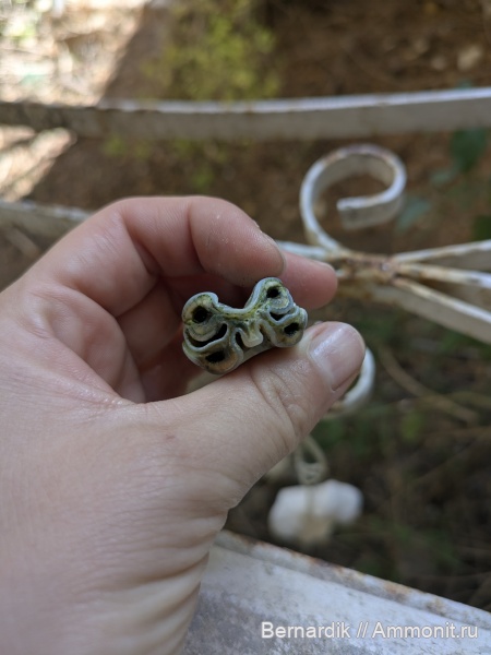 зуб коровы? лошади? бизона?