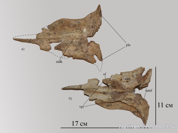 рептилии, мозазавры, Саратовская область, Platecarpus, лобная кость