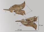 Лобная кость Platecarpus