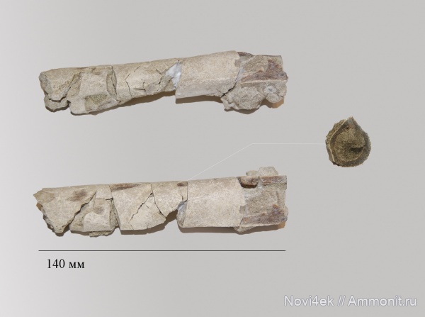 мел, птицы, позвоночные, Саратовская область, кампан, Hesperornis