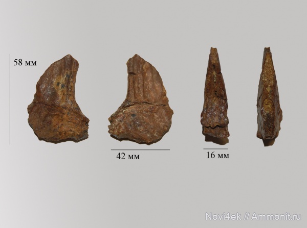 мел, рыбы, сеноман, Саратовская область, hypural