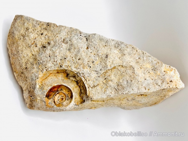 гастроподы, моллюски, серпулы, кольчатые черви, Omphalotrochus