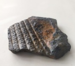 Sigilaria - Carboniferous fossils