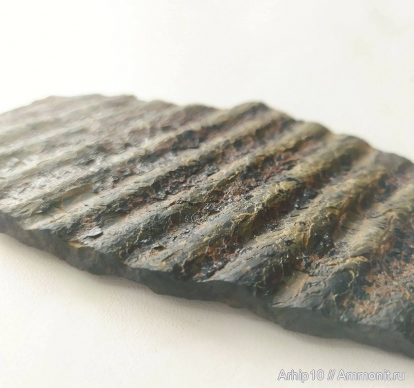 Внутренняя кора Sigilaria- Carboniferous fossils