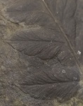 Мариоптерис строение листа (жилки)
