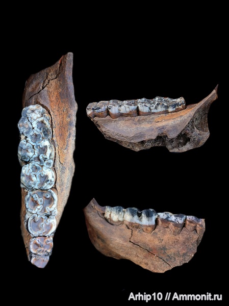 плейстоцен, челюсти, Sus scrofa, средний плейстоцен, поздний плейстоцен