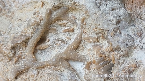 Bryozoa